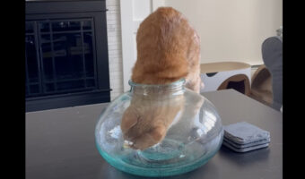 猫の体が液体過ぎる！花瓶の狭い口に頭を通して・・全身入ったと思ったら頭を口から出しました！！【アメリカ・動画】