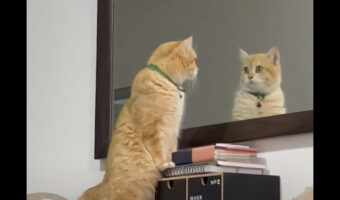 自分のかわいさに見惚れてる？猫が身を起こしてじっと鏡の中自分を見つめています【海外・動画】