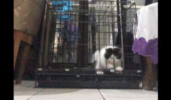 猫の体が液体過ぎる！猫がニュルッとケージから脱出してしまい飼い主さんたちもビックリ！！【海外・動画】