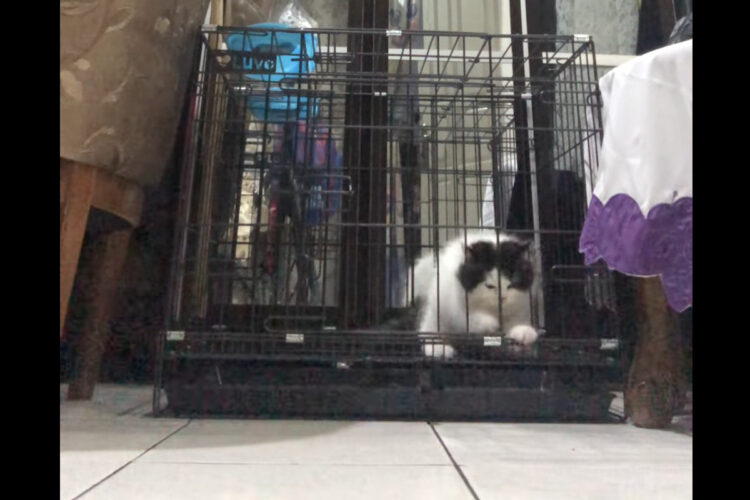 猫の体が液体過ぎる！猫がニュルッとケージから脱出してしまい飼い主さんたちもビックリ！！【海外・動画】