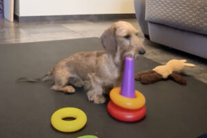 賢いダックスフンド。バラバラになったリングタワーに順番通りリングを重ねていきます！！