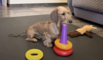 賢いダックスフンド。バラバラになったリングタワーに順番通りリングを重ねていきます！！