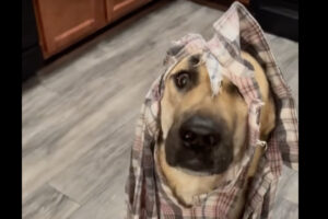 ボロボロになった布切れを頭から被る犬。それはどうやら、イタズラの証だったみたい！！【アメリカ・動画】