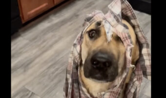 ボロボロになった布切れを頭から被る犬。それはどうやら、イタズラの証だったみたい!!【アメリカ・動画】