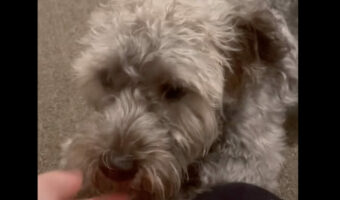 お家に入るとはしゃいで駆け回り始めた愛犬。数ヶ月ぶりに会えた家族を前に喜びを全身であらわしています!!【アメリカ・動画】