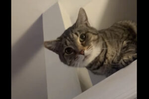 もしかして狙われてる？アイスを食べていたら、じっと見つめてくる6つの目が・・【アメリカ・動画】