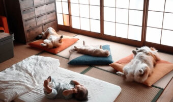 赤ちゃんが寝ているそばで・・愛犬や愛猫がなんだか『師匠感』を出している！？「座布団が師匠感を増してますね」「見てるだけでほっこり」