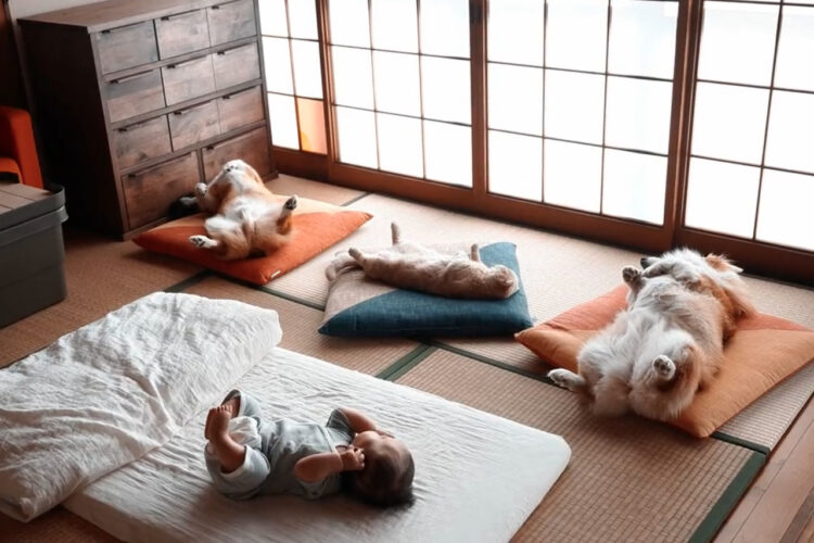 赤ちゃんが寝ているそばで・・愛犬や愛猫がなんだか『師匠感』を出している！？「座布団が師匠感を増してますね」「見てるだけでほっこり」