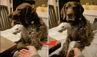 テレビを見ていたのに飼い主さんに「お手」と言われて不機嫌になった?愛犬のお手がなんだかぞんざいです!【アメリカ・動画】