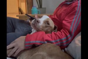 新しい家族としてやって来た愛犬のお名前は・・。愛犬自身に選んでもらいました！！【海外・動画】