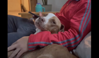 新しい家族としてやって来た愛犬のお名前は・・。愛犬自身に選んでもらいました!!【海外・動画】