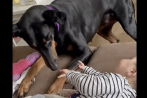赤ちゃんと愛犬は大の仲良し！愛犬が赤ちゃんをくすぐって・・ふたりで楽しい時間を過ごしています！！【海外・動画】