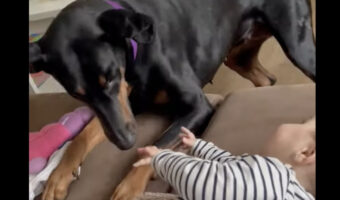 赤ちゃんと愛犬は大の仲良し!愛犬が赤ちゃんをくすぐって・・ふたりで楽しい時間を過ごしています!!【海外・動画】