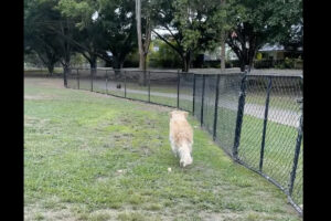 フェンス越しに鳥の姿を見つけた愛犬。まっすぐ向かっていきますが、鳥以外は目に入ってない！？【海外・動画】