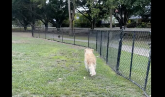 フェンス越しに鳥の姿を見つけた愛犬。まっすぐ向かっていきますが、鳥以外は目に入ってない！？【海外・動画】
