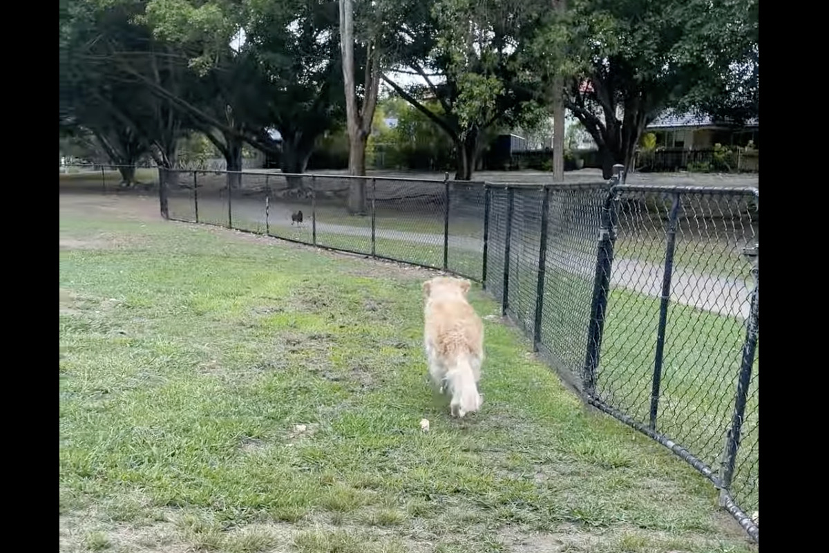 フェンス越しに鳥の姿を見つけた愛犬。まっすぐ向かっていきますが、鳥以外は目に入ってない!?【海外・動画】