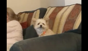 犬の素敵な笑顔に癒やされる。飼い主さんが「にっこり笑って!!」と伝えたところ・・【海外・動画】