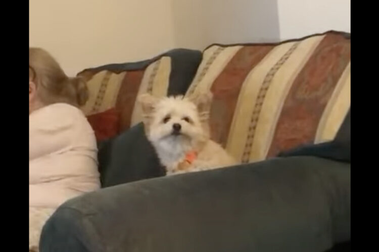 犬の素敵な笑顔に癒やされる。飼い主さんが「にっこり笑って！！」と伝えたところ・・【海外・動画】