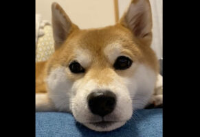 柴犬のよく動く肉厚ふわふわお耳がかわいいと評判に！「耳も目もよく動いてますね！」