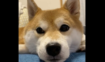 柴犬のよく動く肉厚ふわふわお耳がかわいいと評判に!「耳も目もよく動いてますね!」