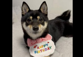 誕生日パーティーの余韻に浸って寝落ちする柴犬がかわいすぎる！「幸せな気持ちのまま眠れるね」「いい一日だったんでしょうね！」