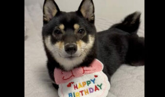 誕生日パーティーの余韻に浸って寝落ちする柴犬がかわいすぎる!「幸せな気持ちのまま眠れるね」「いい一日だったんでしょうね!」