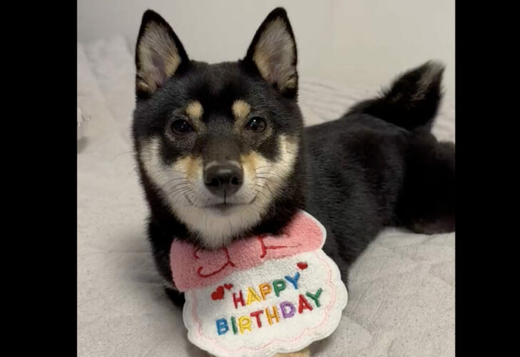 誕生日パーティーの余韻に浸って寝落ちする柴犬がかわいすぎる！「幸せな気持ちのまま眠れるね」「いい一日だったんでしょうね！」