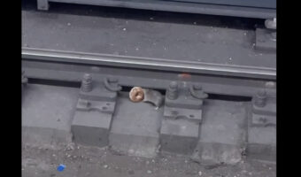 映画の主人公?NYの地下鉄で暮らすネズミは、ドーナッツを手土産にパートナーの元へ!!【アメリカ・動画】
