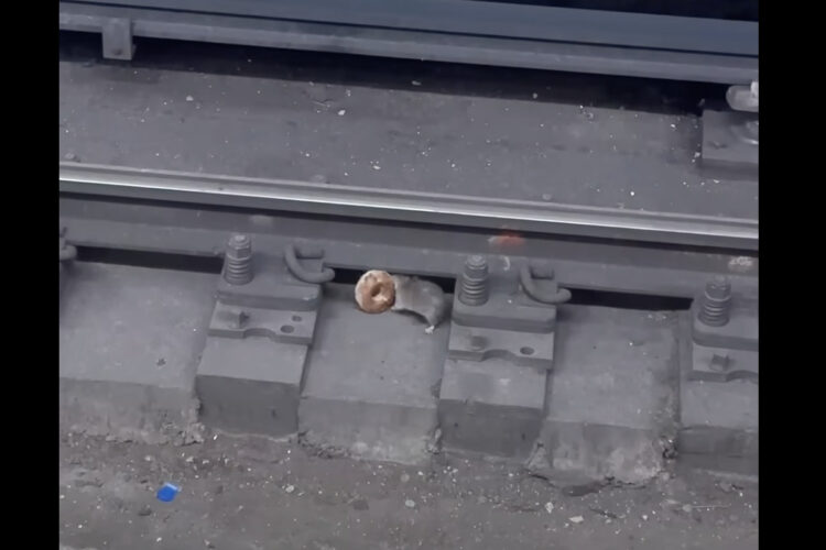 映画の主人公？NYの地下鉄で暮らすネズミは、ドーナッツを手土産にパートナーの元へ！！【アメリカ・動画】