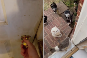 勝手口のドアを開けるとそこには・・！たくさんの猫がごはんを待っていました！！【アメリカ・動画】