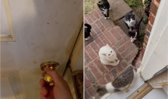 勝手口のドアを開けるとそこには・・！たくさんの猫がごはんを待っていました！！【アメリカ・動画】