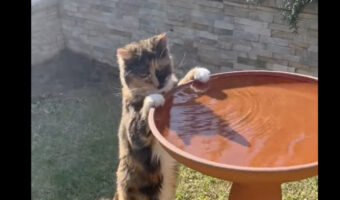 狙いは本当に水を飲むだけ?猫が水分補給をしている場所は・・野鳥用の水浴び場です!!【海外・動画】