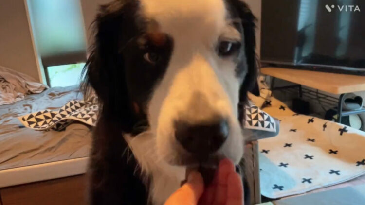 初めて食べた鹿肉ステーキに感動！？バーニーズマウンテンドッグのリアクションに注目！！