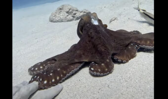 それは獲物でも身を隠す岩場でもないよ！タコが足を伸ばしたのはダイバーさんの手です！！【海外・動画】