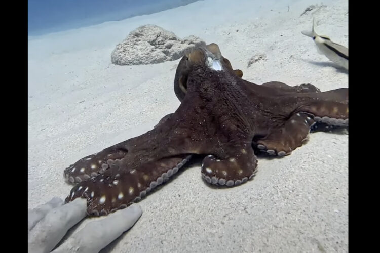 それは獲物でも身を隠す岩場でもないよ！タコが足を伸ばしたのはダイバーさんの手です！！【海外・動画】