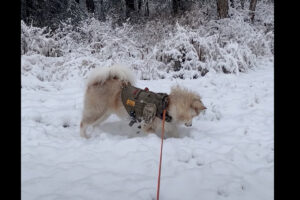 雪に向かって飛び込んだマラミュート。実はこれ、遊んでるんじゃなくてハンティングなんです！！・・逃げられちゃいましたけど【アメリカ・動画】