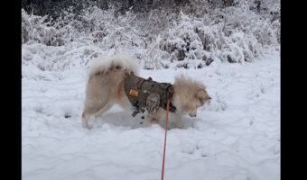 雪に向かって飛び込んだマラミュート。実はこれ、遊んでるんじゃなくてハンティングなんです!!・・逃げられちゃいましたけど【アメリカ・動画】