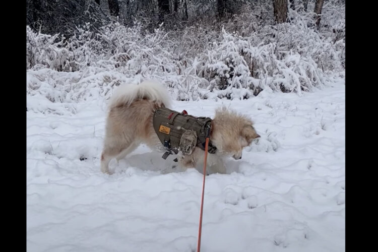 雪に向かって飛び込んだマラミュート。実はこれ、遊んでるんじゃなくてハンティングなんです！！・・逃げられちゃいましたけど【アメリカ・動画】