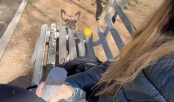 変わった特技を持つフレンチブルドッグ。ボールをくわえると・・飼い主さんに発射！！【海外・動画】