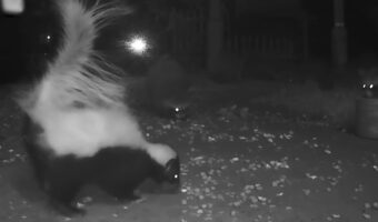 裏庭にごはんを求めてやってきたアライグマやスカンクの群れ。仲良く一緒に食事をすることもあれば、ごはんを巡り争うことも！！