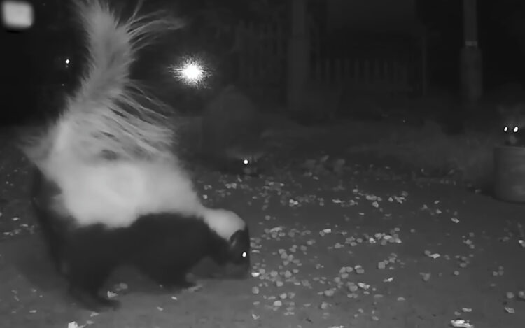 裏庭にごはんを求めてやってきたアライグマやスカンクの群れ。仲良く一緒に食事をすることもあれば、ごはんを巡り争うことも！！