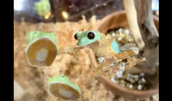 サルも木から落ちる。カエルも壁から・・。よいしょよいしょと壁を進むカエルにハプニングが！！【アメリカ・動画】
