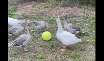 ボール遊びをするガチョウたち。みんなでボールを追いかけていきます!!【アメリカ・動画】