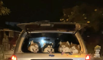 みんなで楽しいお出かけ帰り?仲良くハッチバックで頭を並べるハスキー犬たち【海外・動画】