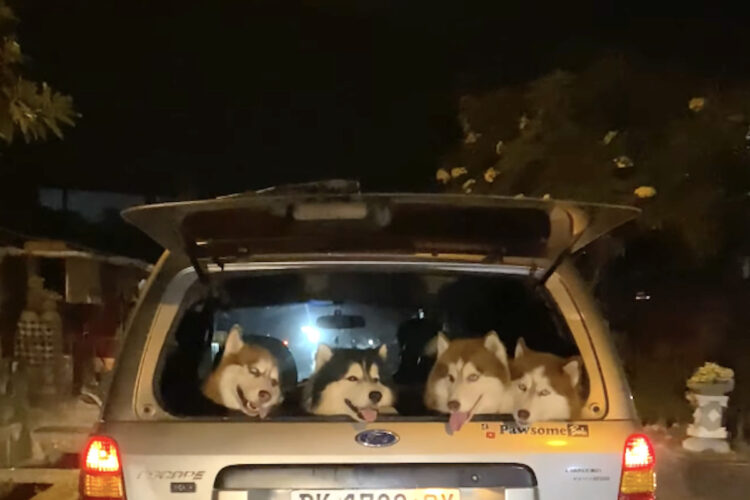みんなで楽しいお出かけ帰り？仲良くハッチバックで頭を並べるハスキー犬たち【海外・動画】