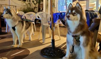 お店の前に佇むシベリアンハスキーたち。夜風を受けるステキなその姿が話題に!!