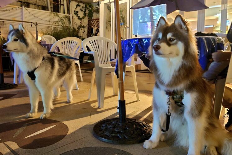 お店の前に佇むシベリアンハスキーたち。夜風を受けるステキなその姿が話題に！！