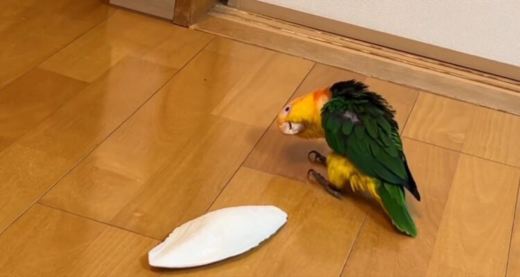 様子をうかがいその場でグルグル。イカの甲羅に用心を重ねるインコの姿に大反響！