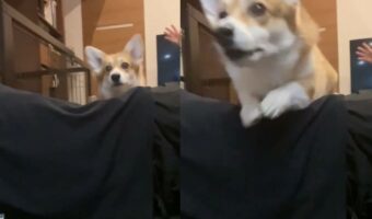ボールを追いかけるコーギー。飼い主さんの体のすれすれを飛ぶジャンプが芸術的!