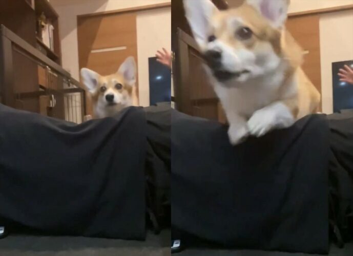 ボールを追いかけるコーギー。飼い主さんの体のすれすれを飛ぶジャンプが芸術的！